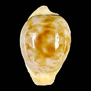 To Conchology (Cypraeovula coronata debruini)