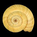 To Conchology (Heliacus stramineus)