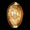 To Conchology (Monetaria caputserpentis GIANT)