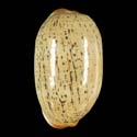 To Conchology (Luria isabella LARGE)