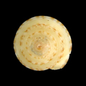 To Conchology (Adelphotectonica nomotoi)