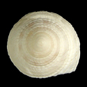 To Conchology (Heliacus trochoides)