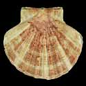 To Conchology (Pecten sulcicostatus)