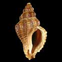 To Conchology (Ocenebra ingloria)