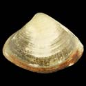 To Conchology (Scissodesma spengleri)
