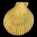 To Conchology (Veprichlamys africana)