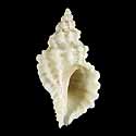 To Conchology (Vaughtia purpuroides)