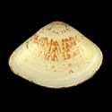 To Conchology (Tivela transversa)