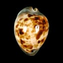 To Conchology (Zoila venusta roseopunctata)