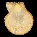 To Conchology (Talochlamys humilis)