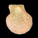 To Conchology (Talochlamys humilis)