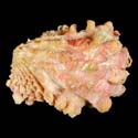 To Conchology (Cardita crassicosta CREAM)