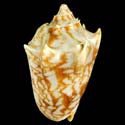 To Conchology (Cymbiola vespertilio MACTAN)