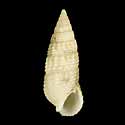 To Conchology (Cerithium nesioticum)