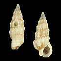 To Conchology (Cerithium atromarginatum)