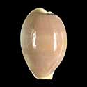 To Conchology (Palmadusta clandestina passerina)