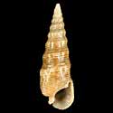 To Conchology (Rhinoclavis alexandri)