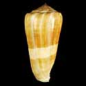 To Conchology (Pionoconus consors GIANT)