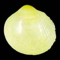 To Conchology (Fulvia australis)