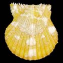 To Conchology (Aequipecten exasperatus SPECIAL COLOR)