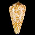 To Conchology (Nataliconus royaikeni)
