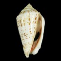 To Conchology (Conomurex decorus GIANT)