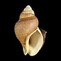 To Conchology (Burnupena papyracea papyracea)