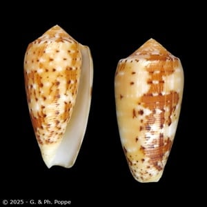 Shells For Sale Shown by Species: CONIDAE - INDO-PACIFIC for Sale