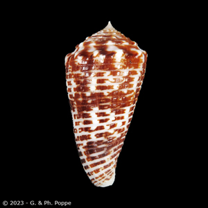 Shells For Sale Shown by Species: CONIDAE - INDO-PACIFIC for Sale