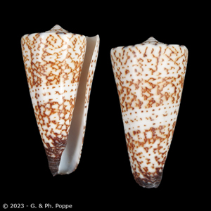 Shells For Sale Shown by Species: CONIDAE - INDO-PACIFIC for Sale