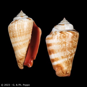 Shells For Sale Shown by Species: STROMBIDAE for Sale