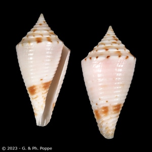 Shells For Sale Shown by Species: CONIDAE - INDO-PACIFIC for Sale