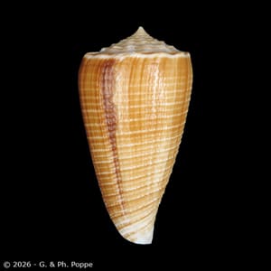 Shells For Sale Shown by Species: CONIDAE - INDO-PACIFIC for Sale