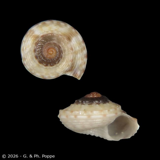 Shells For Sale Shown by Species: TROCHIDAE - TROCHIDAE, Ethminolia ...