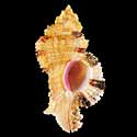To Conchology (Chicomurex laciniatus LARGE)