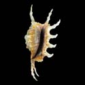 To Conchology (Lambis scorpius scorpius DOUBLE CANAL)