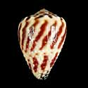 To Conchology (Harmoniconus sponsalis SPECIAL COLOR)