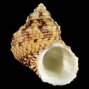 To Conchology (Turbo intercostalis)