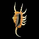 To Conchology (Lambis scorpius scorpius FREAK)