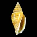 To Conchology (Canarium urceus urceus YELLOW)