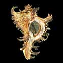 To Conchology (Chicoreus ramosus YOUNG BROWN)