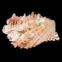To Conchology (Cardita crassicosta CREAM)