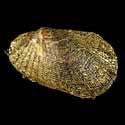 To Conchology (Barbatia lacerata PERIO)