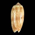 To Conchology (Oliva lepida)