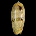To Conchology (Oliva miniacea tremulina)