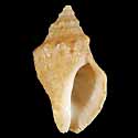 To Conchology (Mancinella capensis)