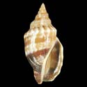To Conchology (Canarium erythrinum)