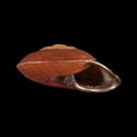 To Conchology (Ampelita xystera)
