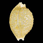 To Conchology (Nucleolaria nucleus f. madagascariensis)