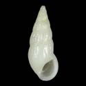 To Conchology (Rissoina chathamensis)